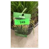 Hamelin Grass 3 gallon pot