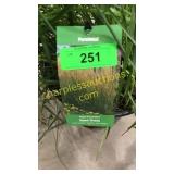Karl Foerster Reed Grass 3 gallon pot