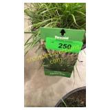 Hamelin Grass 3 gallon pot
