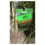 Karl Foerster Reed Grass 3 gallon pot