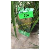 Karl Foerster Reed Grass 3 gallon pot