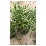 Karl Foerster Reed Grass 3 gallon pot