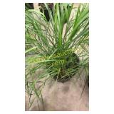 Karl Foerster Reed Grass 3 gallon pot