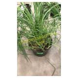 Karl Foerster Reed Grass 3 gallon pot