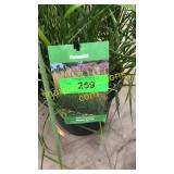 Karl Foerster Reed Grass 3 gallon pot