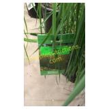 Karl Foerster Reed Grass 3 gallon pot