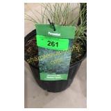 Morning Light Grass 3 gallon pot