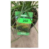 Karl Foerster Reed Grass 3 gallon pot