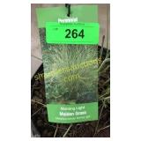 Morning Light Grass 3 gallon pot