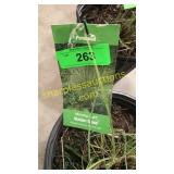 Morning Light Grass 3 gallon pot