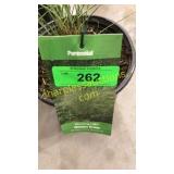 Morning Light Grass 3 gallon pot