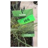 Morning Light Grass 3 gallon pot