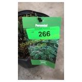 Francee Hosta 3 gallon pot