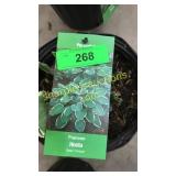 Francee Hosta 3 gallon pot