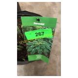 Francee Hosta 3 gallon pot