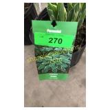Francee Hosta 3 gallon pot
