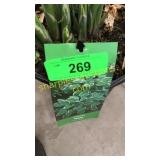 Francee Hosta 3 gallon pot