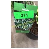 Patriot Hosta 3 gallon pot