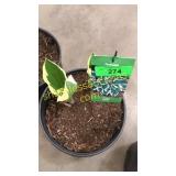 Patriot Hosta 3 gallon pot