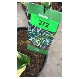 Patriot Hosta 3 gallon pot