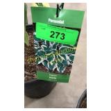 Patriot Hosta 3 gallon pot