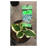 Patriot Hosta 3 gallon pot