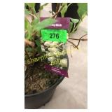 Annabelle Hydrangea 3 gallon pot