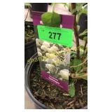 Annabelle Hydrangea 3 gallon pot