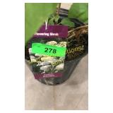 Annabelle Hydrangea 3 gallon pot