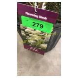 Annabelle Hydrangea 3 gallon pot