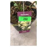 Annabelle Hydrangea 3 gallon pot