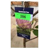 Kwanzan Flowering Cherry 5 gallon pot