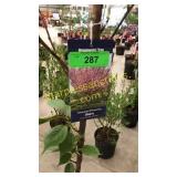 Kwanzan Flowering Cherry 5 gallon pot
