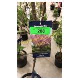 Kwanzan Flowering Cherry 5 gallon pot