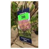 Kwanzan Flowering Cherry 5 gallon pot
