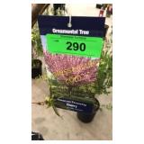 Kwanzan Flowering Cherry 5 gallon pot