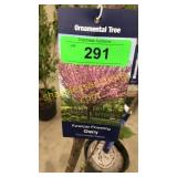 Kwanzan Flowering Cherry 5 gallon pot