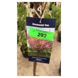 Kwanzan Flowering Cherry 5 gallon pot
