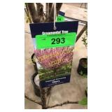 Kwanzan Flowering Cherry 5 gallon pot