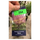 Kwanzan Flowering Cherry 5 gallon pot