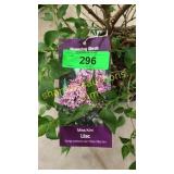 Miss Kim Lilac 3 gallon pot