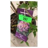 Miss Kim Lilac 3 gallon pot