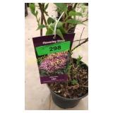 Miss Kim Lilac 3 gallon pot