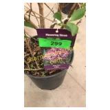Miss Kim Lilac 3 gallon pot