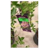 Miss Kim Lilac 3 gallon pot