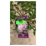 Miss Kim Lilac 3 gallon pot