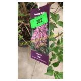 Miss Kim Lilac 3 gallon pot