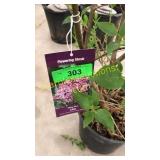 Miss Kim Lilac 3 gallon pot