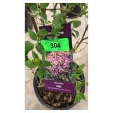 Miss Kim Lilac 3 gallon pot