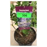President Lincoln Lilac 3 gallon pot
